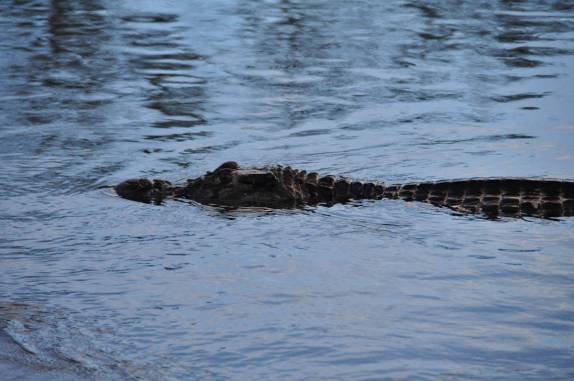 Encontro com jacaré em rio em frente à Pousada Uacari, na Reserva do Mamirauá, região de Tefé, no Amazonas